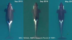 Endangered orca J17's health in dramatic decline