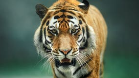 Tiger in Chicago-area zoo undergoes second hip surgery
