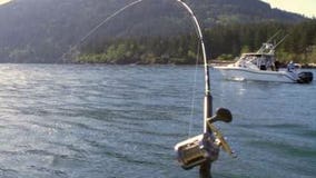 Puget Sound anglers impacted, buyers forced to outsource by decreasing salmon population