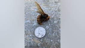 Dead Asian Giant Hornet found in Custer is the first confirmed sighting this year
