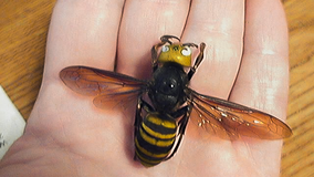 Washington state begins trapping for Asian giant hornets