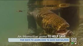 Survive the Sound: Interactive game shows salmon's fight for survival