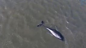 Ailing humpback whale stuck in New York bay is euthanized