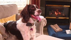 A fun escape: Bellingham hotel welcomes dogs and their humans to enjoy the view