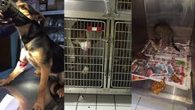 'House of horrors' animal shelter director faces slew of cruelty charges