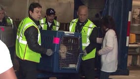 Dog used as drug mule to smuggle $1 million worth of heroin