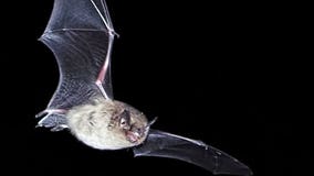 Invasive fungus that harms bats is spreading in Washington