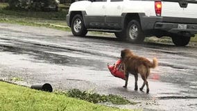 Dog spotted roaming Texas neighborhood carrying entire bag of dog food after Hurricane Harvey