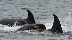 1 dead whale, 1 sick: Recent news makes task force's job more difficult