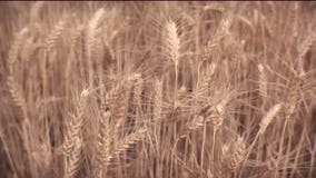 Severe drought devastates Washington state’s wheat crop