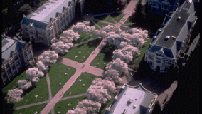 Cherry blossoms at UW: Peak bloom expected mid-March