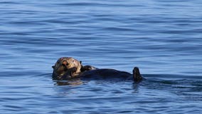 Otter captured, euthanized after attacking child at Bremerton marina