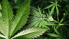 Washington marijuana trimmers use tiny scissors but eye big careers