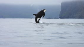 The orca recovery plans that could become state law
