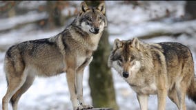 Gray wolves illegally shot in WA; reward offered for information