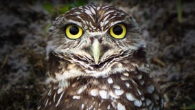 Hoo is next? Man says he's latest victim of owls in Georgia