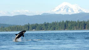 The last generation of southern resident killer whales?