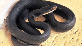 33 reptiles found dead at Tennessee zoo; cause is unknown