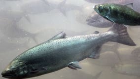 International 10-year salmon preservation plan advances