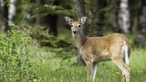 Deer foaming at the mouth, dropping dead in San Juan Islands