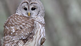 Court OKs killing a type of owl to see effect on other owls