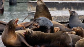 US House approves bill that would allow the killing of sea lions