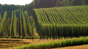 U.S. hop fields hit record acreage with Washington leading growth