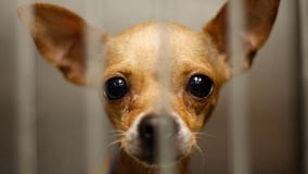 California becomes first state to ban sales from puppy mills