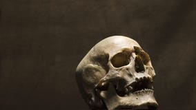 Traffic stop leads to discovery of human skull