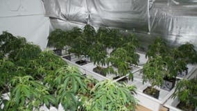 814 marijuana plants seized from illegal grow house in Hillman City