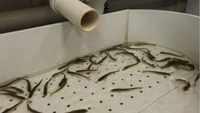 Raising millions of salmon to help feed our Southern Resident orcas