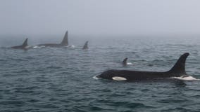 Endangered resident orcas return to inland waters after long absence