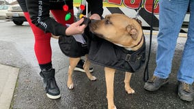 Pets in Everett get a 'Howliday' treat