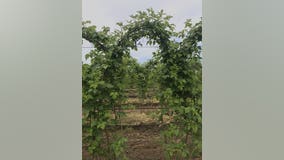 Life is not-so-sweet for Washington raspberry growers right now