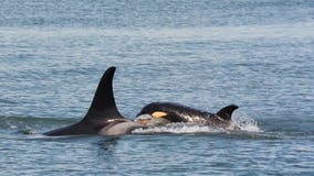 Starving, sick orca not spotted since last week as NOAA readies unprecedented action