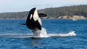 ‘It’s an end of an era’: Nearly 100-year-old orca missing, researchers believe 'Granny' has died