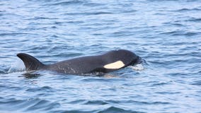 NOAA not sure if starving orca J50 ate salmon provided during trial feeding
