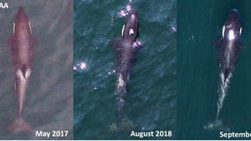 New aerial photos of ailing orca J50 show 'worrying continuation' of decline in past month