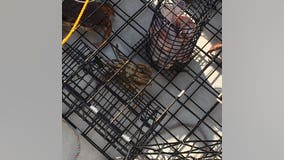 Park Ranger goes crabbing off Whidbey Island and finds Jesus