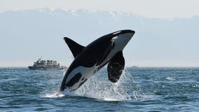 Car tab initiative could cut into orca recovery
