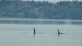 Orcas make early spring appearance in South Sound