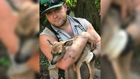 Man rescues fawn tangled underneath logging machine on Camano Island