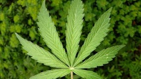 Reminder: You can't take marijuana across the border, even on ferries