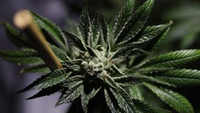 Washington weed retailer says Canada's legalization 'will help' business