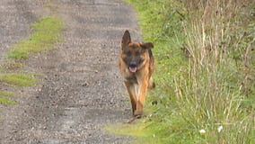 County seizes dogs after complaints say animals terrorized neighborhood