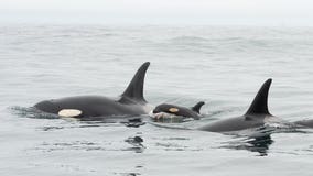 It's a girl! Why the newest orca calf's gender is so important