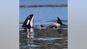 Endangered Puget Sound orcas to get personal health records