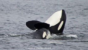 Conservation group threatens lawsuit over habitat protection for orcas