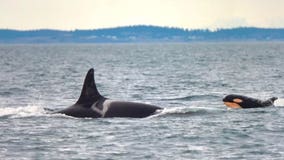 New southern resident orca born, giving hope to critically endangered species