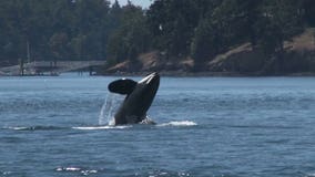 Sport-fisherman spawns non-profit to protect salmon in Puget Sound